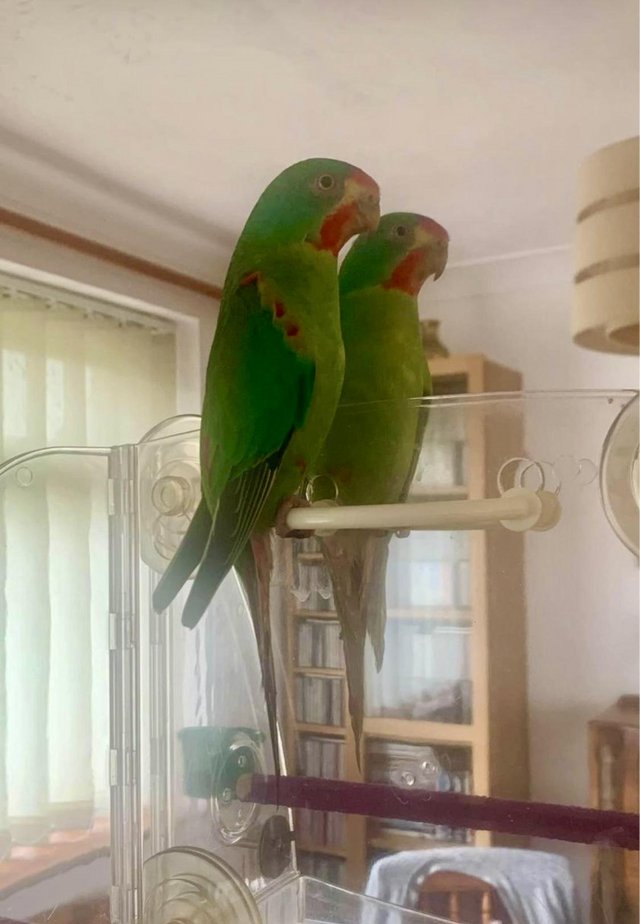 Preview of the first image of Swift parakeets 1 year old unrelated pair dna tested.
