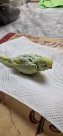 Image 2 of Handreared budgie budgie for sale