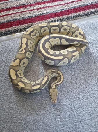Image 5 of Various royal python morphs available