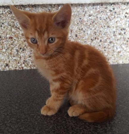 Image 5 of Two ginger boys ready for there new home