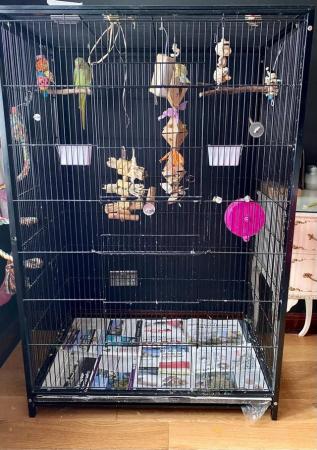 Image 4 of 5 Years Old Indian Ringneck Parakeet + Cage + All Supplies