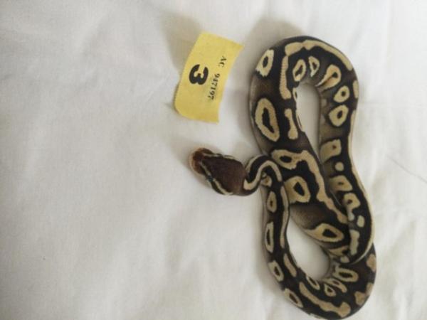Image 8 of Pastel Mojave het ghost baby ball python