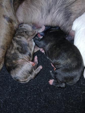 Image 8 of Staffordshire bull terrier puppies