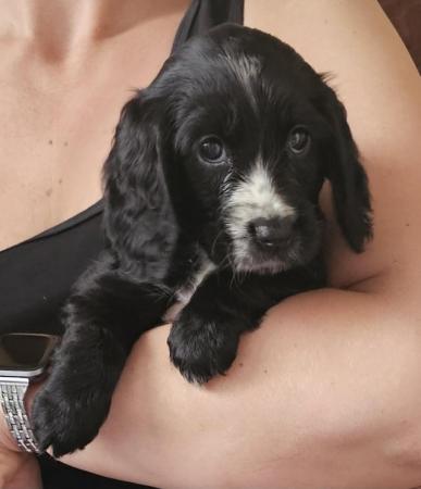 Image 8 of *** READY THIS WEEKENS *** COCKER SPANIEL PUPPIES