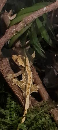Image 5 of Male white wall harlequin crested gecko