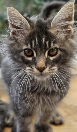 Image 8 of MAINE COON TICA REGISTERED KITTENS FOR SALE