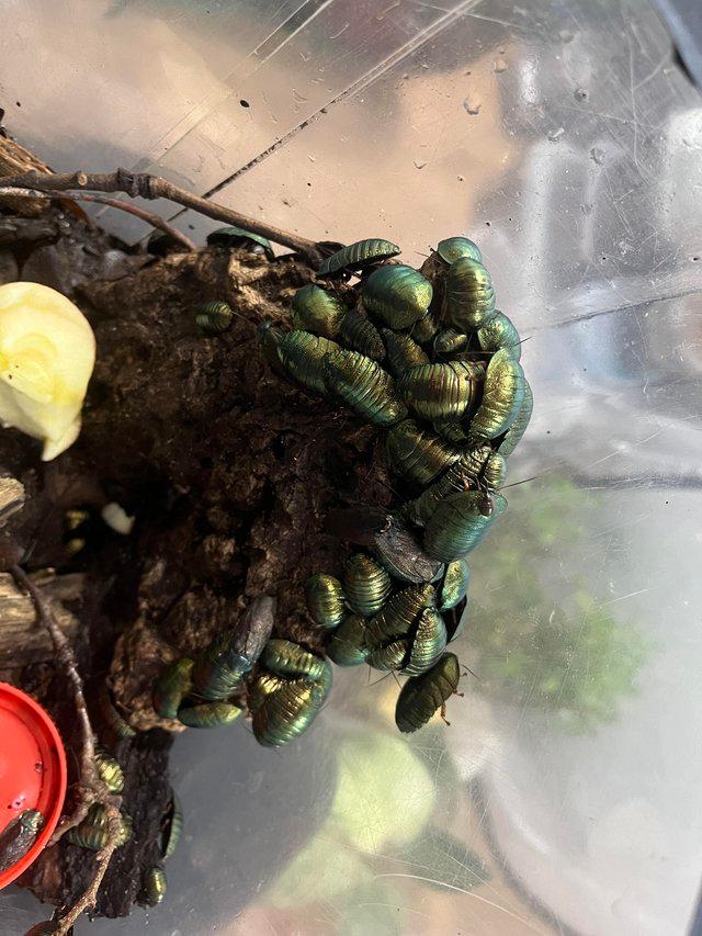 Preview of the first image of Emerald cockroaches P.magnifica for sale.