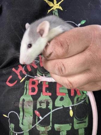 Image 5 of 8 week old well handled fancy rats,