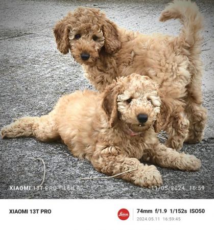 Image 1 of MINIATURE POODLE PUPS READY TO GO!