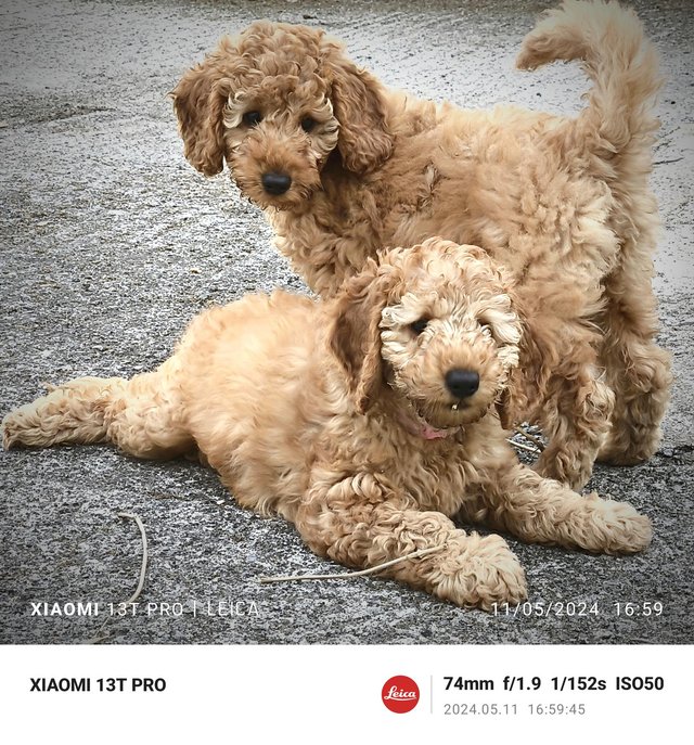 Preview of the first image of MINIATURE POODLE PUPS READY TO GO!.