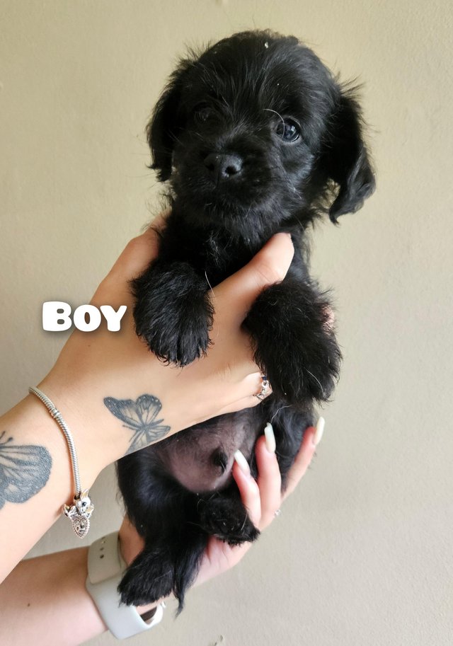 Preview of the first image of Border terrier x miniature poodle (last 2 boys).