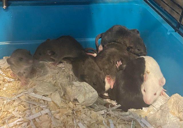 Image 3 of Fancy and dumbo rat babies looking for 5* homes