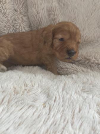 Image 4 of F1 cockapoo puppies looking for forever homes
