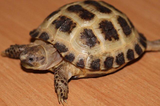 Image 4 of Stunning Baby Tortoises available lots to choose from..