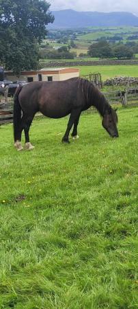 Image 3 of Smokey Black welsh cob mare