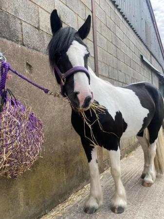 Image 16 of 13hh LightlyBacked Cob Mare Riding Pony/Ride & Drive Project