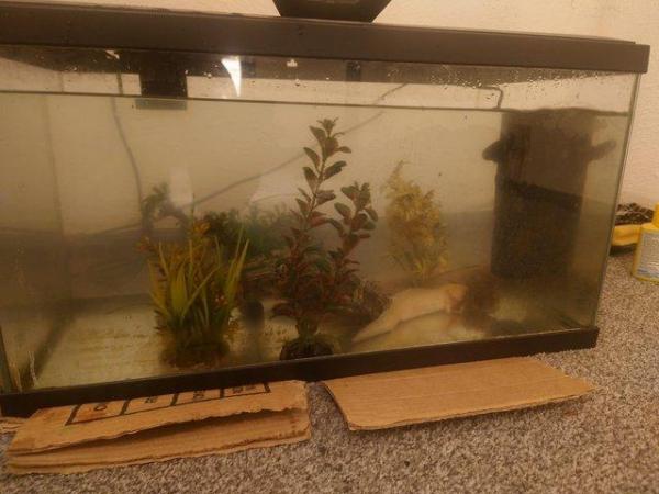 Image 3 of 4 axolotl and tank set up all included