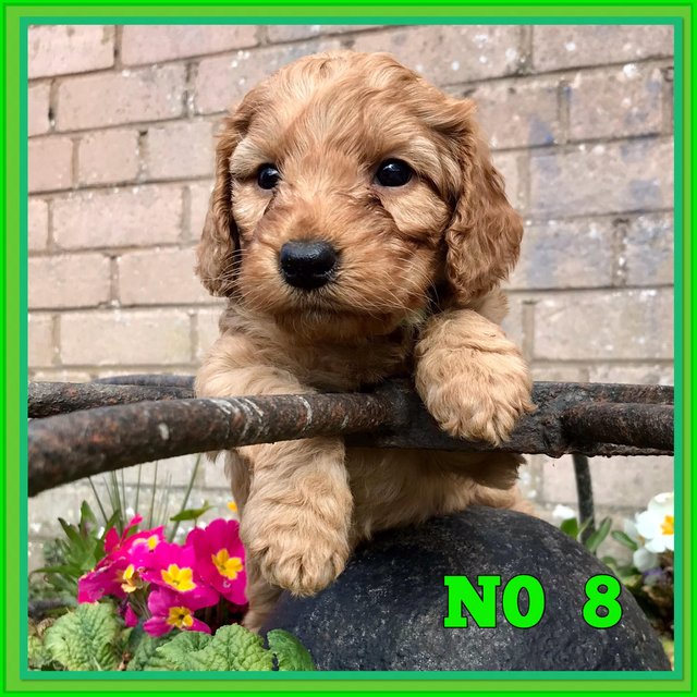 Preview of the first image of F1 Red Cockapoo puppies for sale.