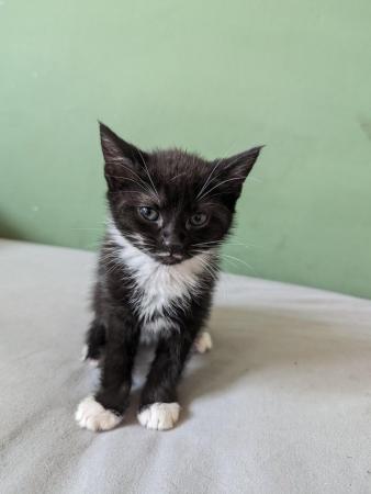 Image 1 of 2 male black and white kittens