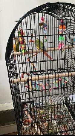 Image 2 of Baby green cheeked conures ready to go to a new home