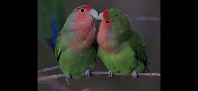 Preview of the first image of Lovely Pair of lovebirds.
