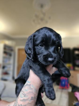 Image 7 of Lovely labradoodle puppies for sale