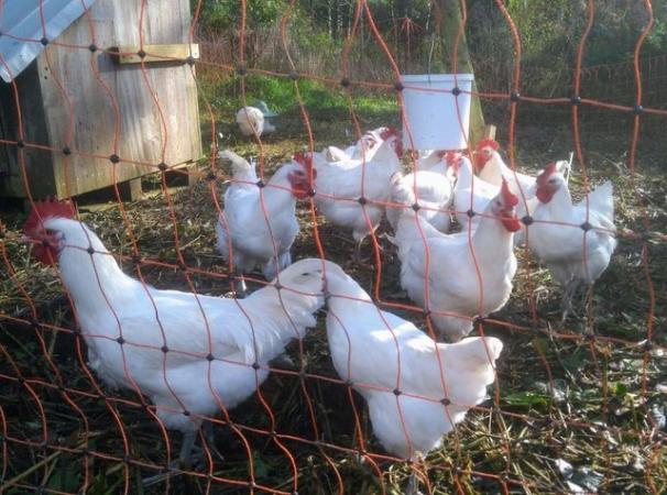 Image 1 of La Bresse Gauloise chicks, hatched Sat 16th March