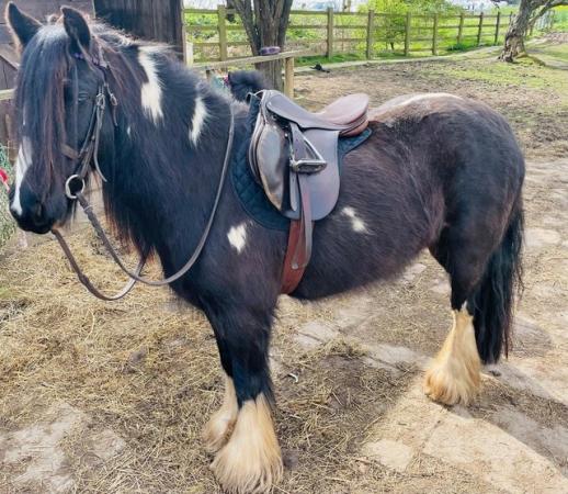 Image 1 of REDUCED Beautiful Kind Hearted Cob Mare Project