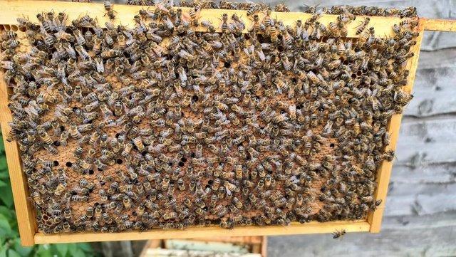 Image 1 of Overwintered 5-frame Honeybees Honey Bee Nucs