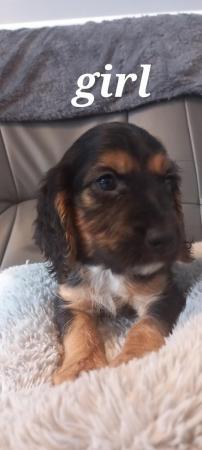 Image 1 of Stunning working cocker spaniel puppies ready soon