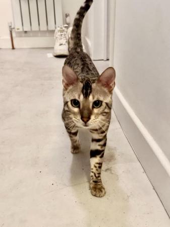 Image 4 of 1 year old Silver Glitter Bengal Cat
