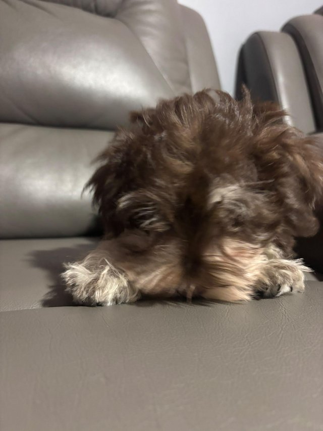 11 week old miniature Schanuzer boy — photo 3 of 4