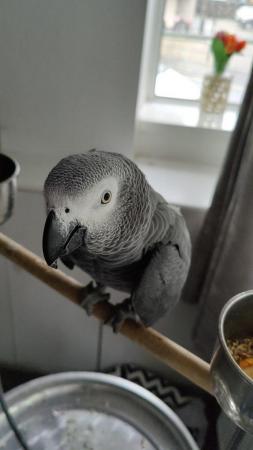 Image 3 of African Gray Parrot, ( Male ),Name (KoKo)