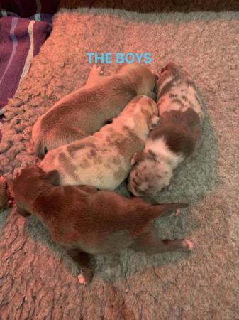 Image 7 of 9 Staffy puppies merles and blues boys and girls lovely pups