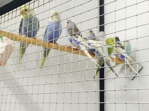 Image 4 of Adult budgies for sale various colours