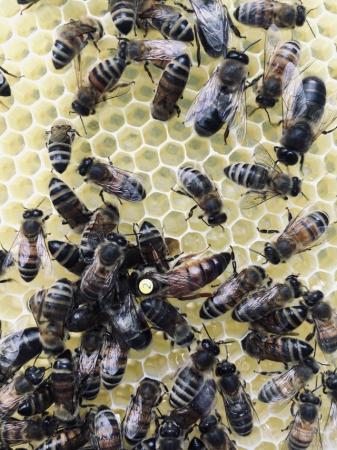 Image 13 of Mated Queen Bee 2024 for sale