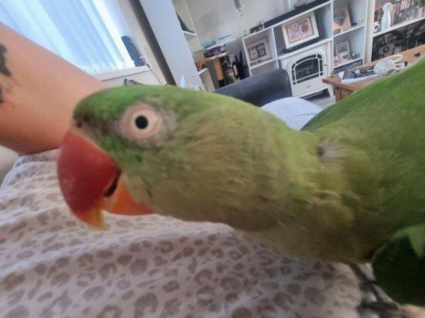 Image 3 of 10 year old alexandrine for sale