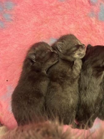 Image 4 of Beautiful Dark Silver Tabby and Black Kittens TWO LEFT