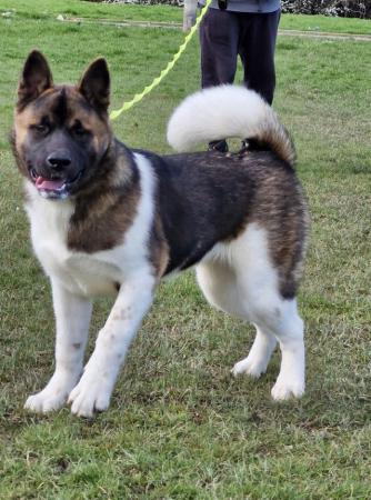 Image 8 of 8 mth old Akita girl looking for their own home