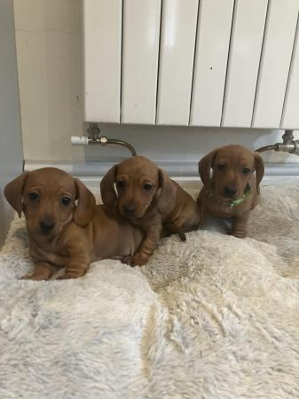Image 12 of Ready Now! KC Reg Miniature Dachshund Smooth Haired