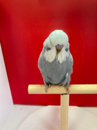 Image 2 of Exhibition baby budgies for sale