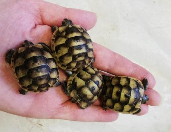 Image 3 of Beautiful baby greek tortoises - 5+ months old