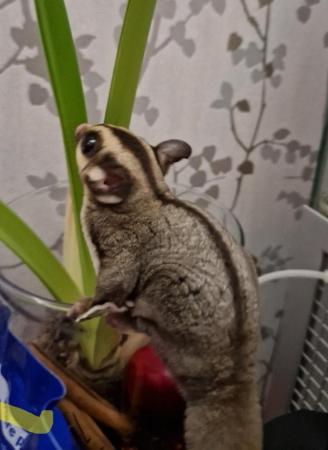 Image 6 of 15 month old Male Sugar Glider