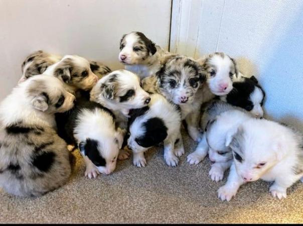 Image 2 of Stunning litter of collies
