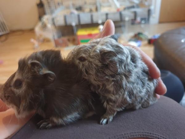 Image 6 of Baby Guinea pigs an a rabbit