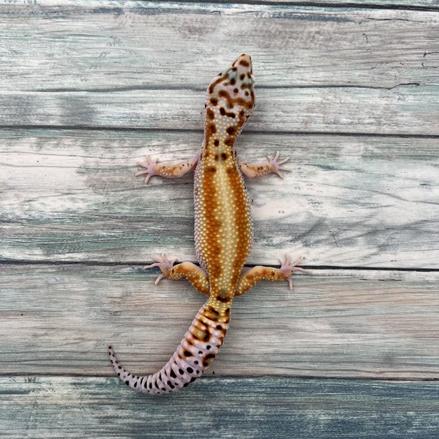 Preview of the first image of Mix of high end leopard geckos and breeding surplus.