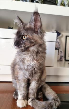 Image 6 of Last girl PureBred MaineCoon Kittens ...