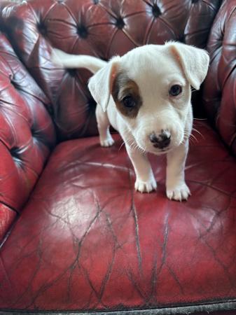 Image 5 of Pure Jack Russell puppies white, Merle, Black and Tan