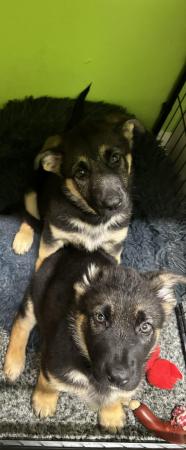 Image 14 of German Shepherd puppies for sale