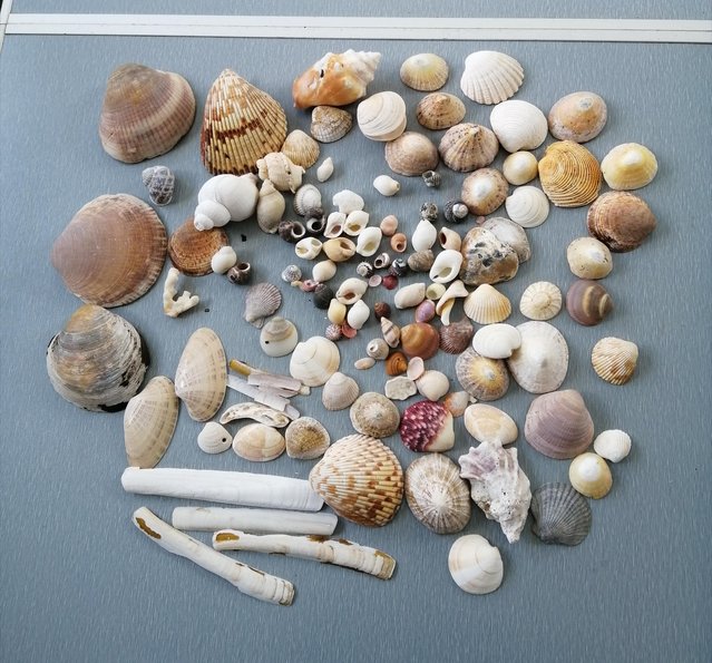 Preview of the first image of A Mixed Lot of Real Seashells.  100 Plus Pieces..